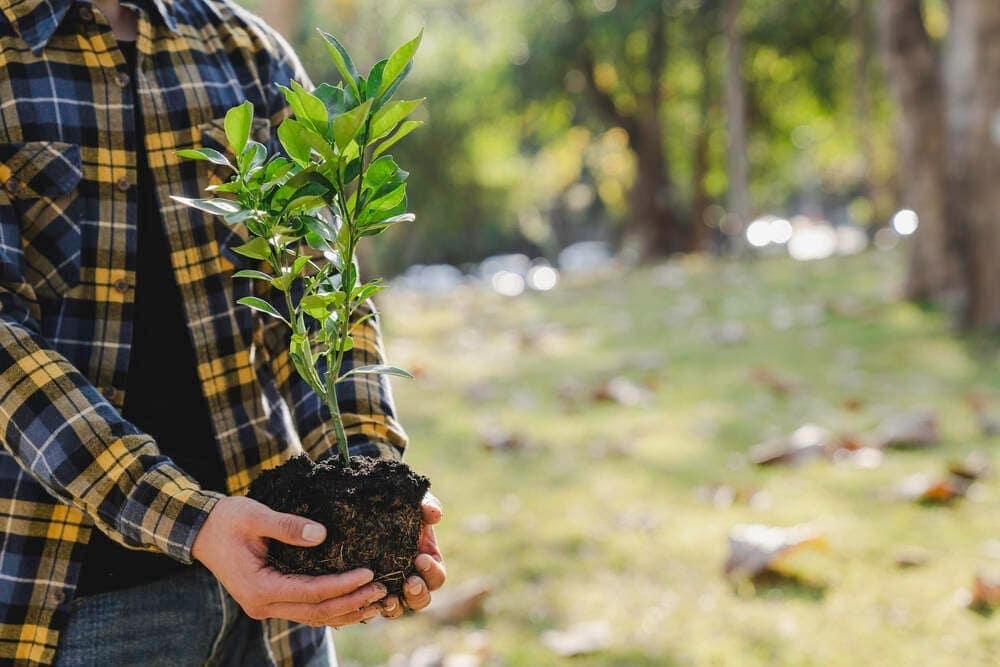 A man planting a tree