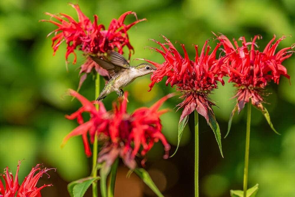 Monardo flower with a bird next to it