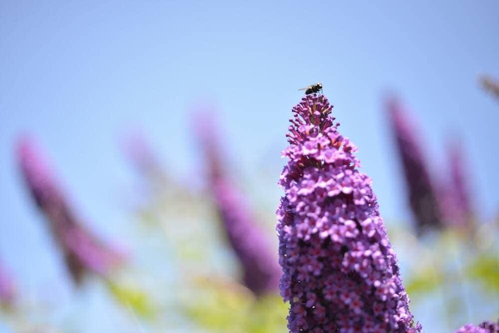 A Buddleia flower