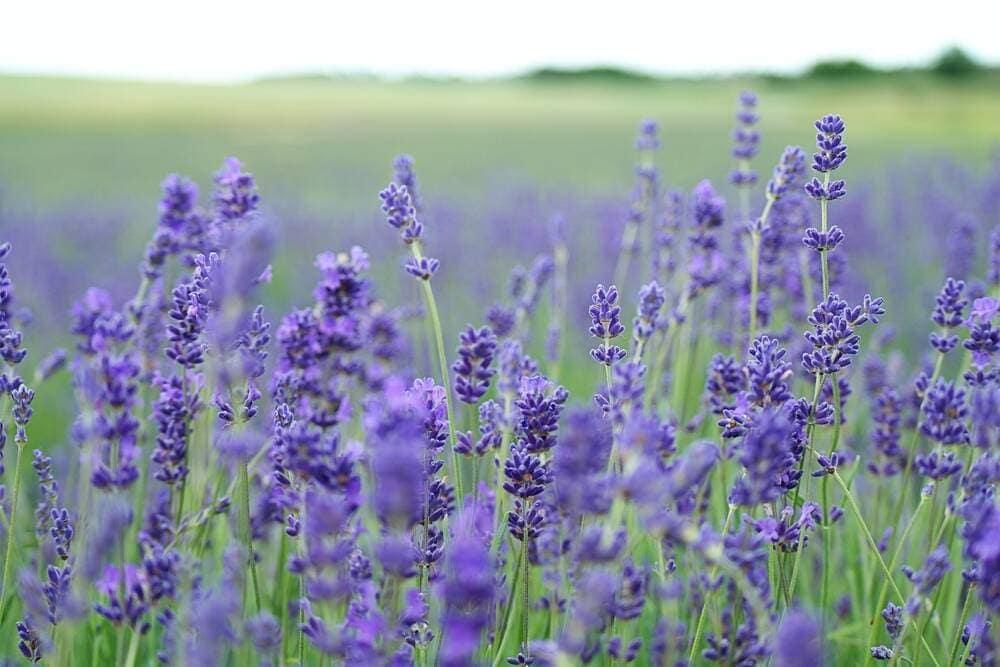 Lavender flowers