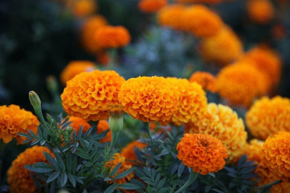 Marigold flowers