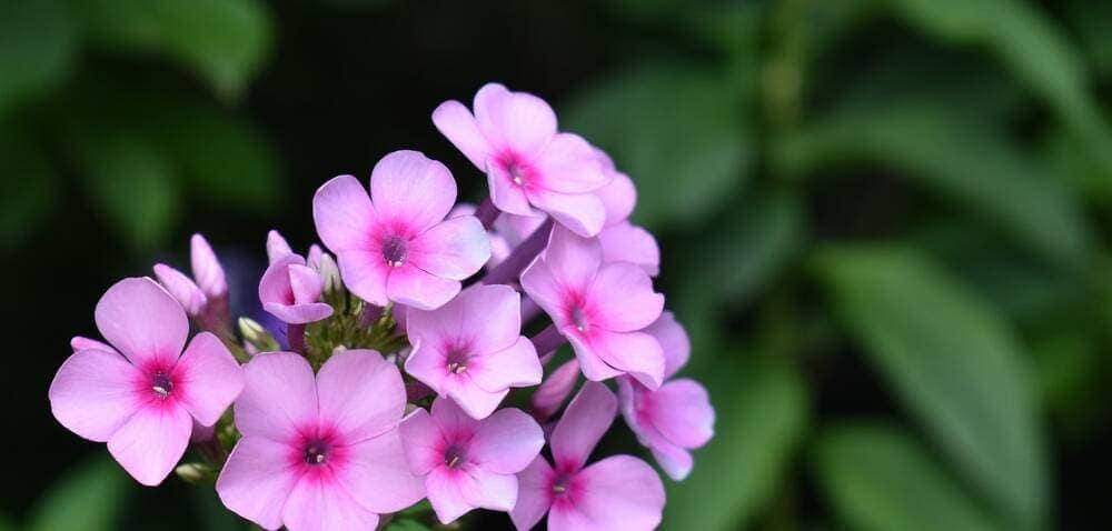 A Plox flower
