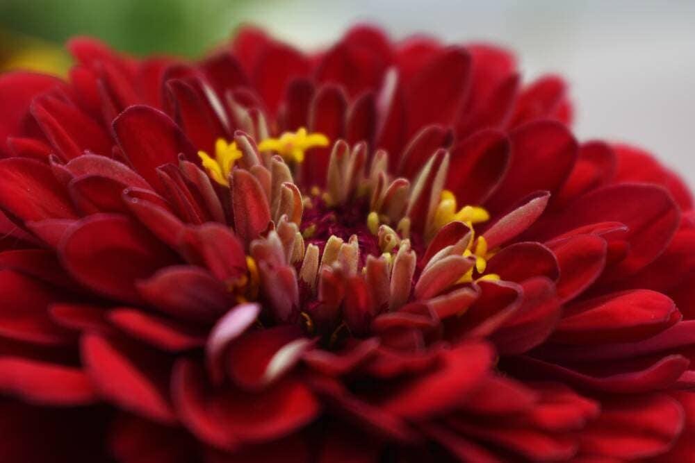 A Zinnias flower