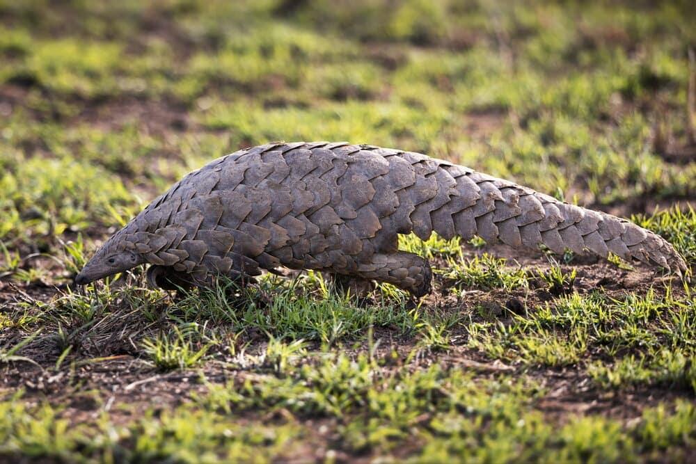 A pangolin