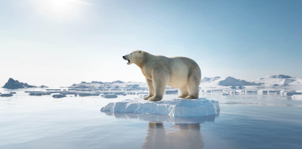 A polar bear on a meting ice cap