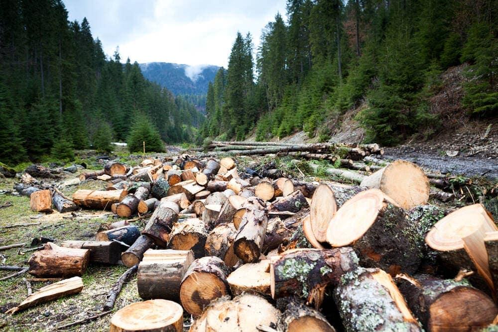 Logs lying on the ground