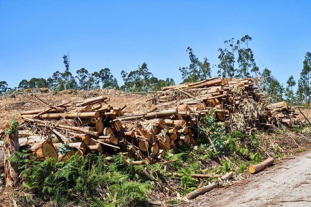 A pile of logs