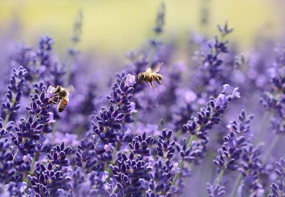 Bees pollinating flowers