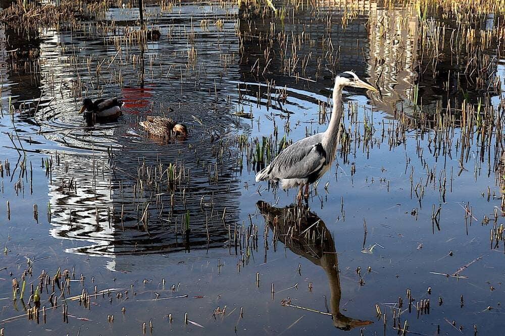 Birds on the water