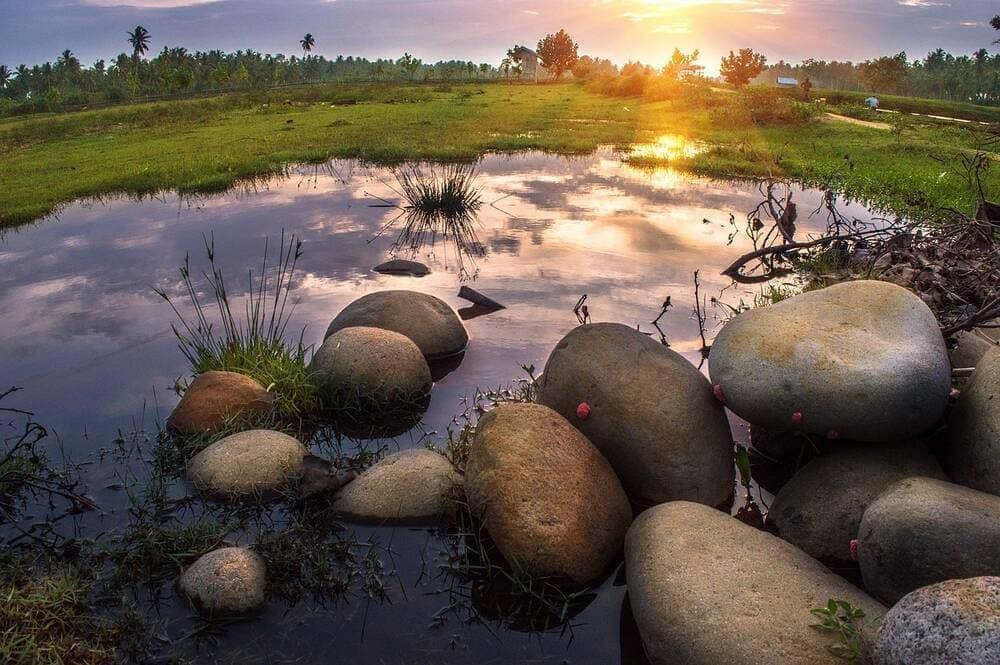 A wetland habitat