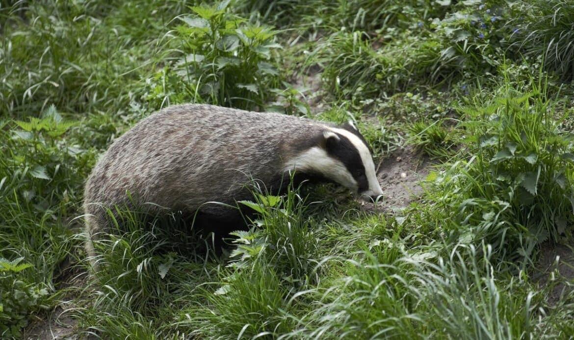 A badger