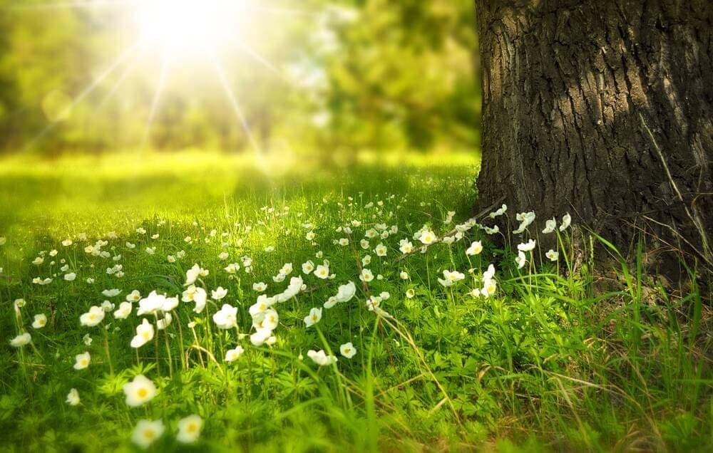 Flowers under the sun