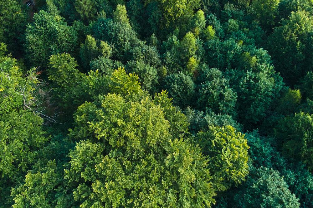 Trees as seen from the sky