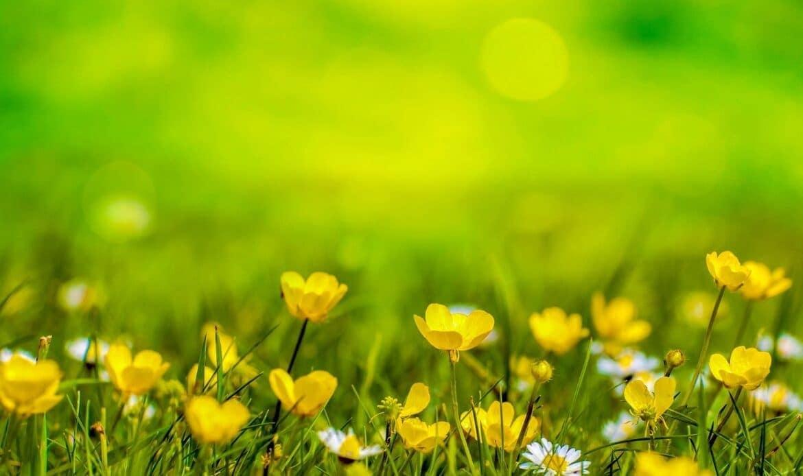 Buttercups in a field