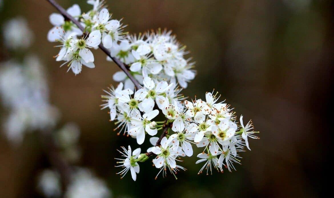 A Hawthorn flower