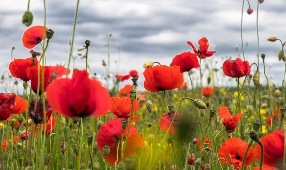 Poppies in a field
