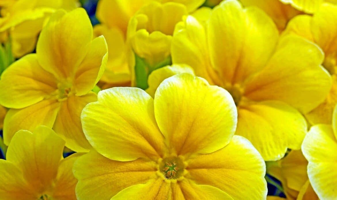 Several Primrose flowers