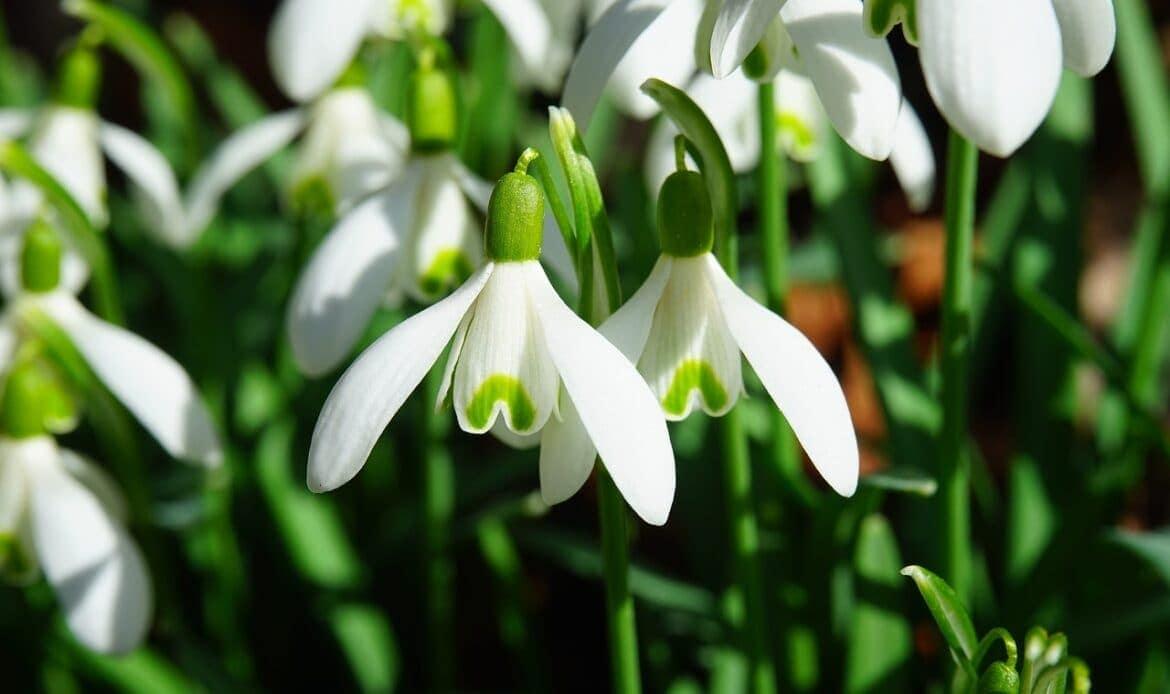Snowdrop flowers
