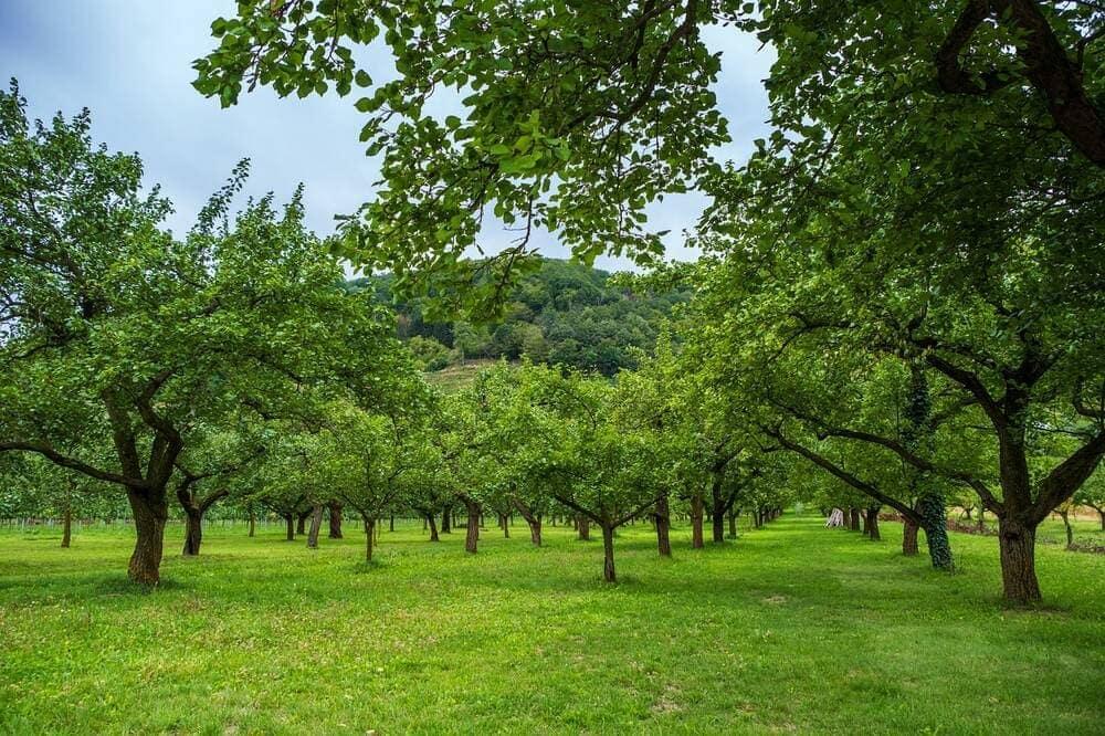 Several trees