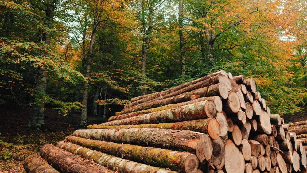 A pile of timber logs