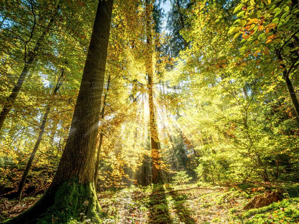 Sunlight shining through the trees of a forest