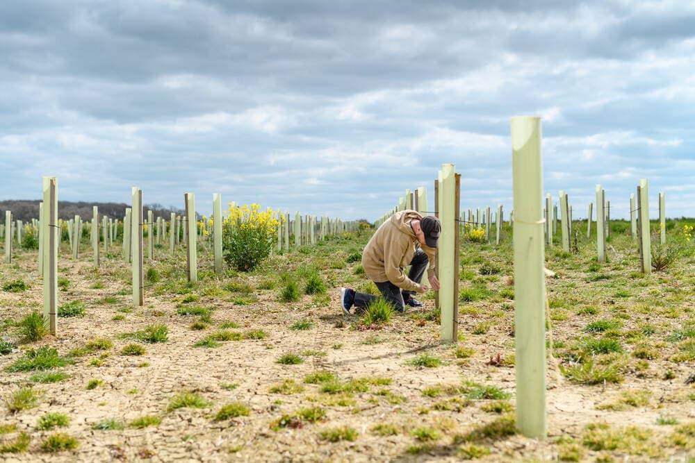 Trees being planted
