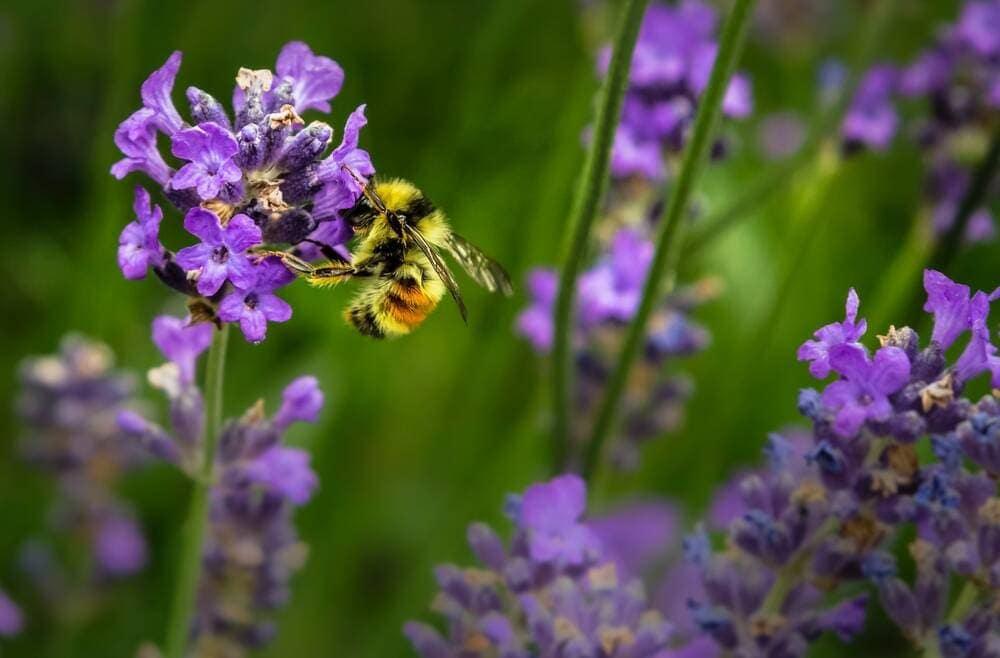 A bee pollinating a flower