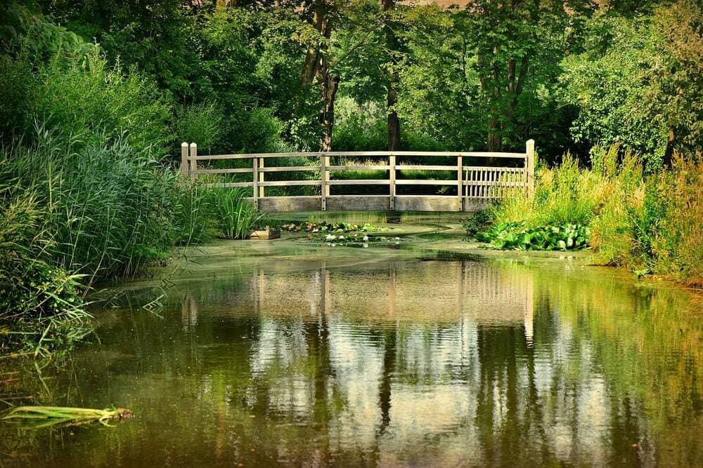 A pond