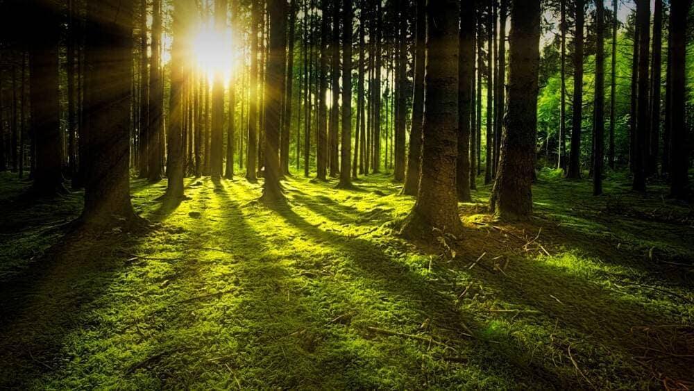The sun shining through trees