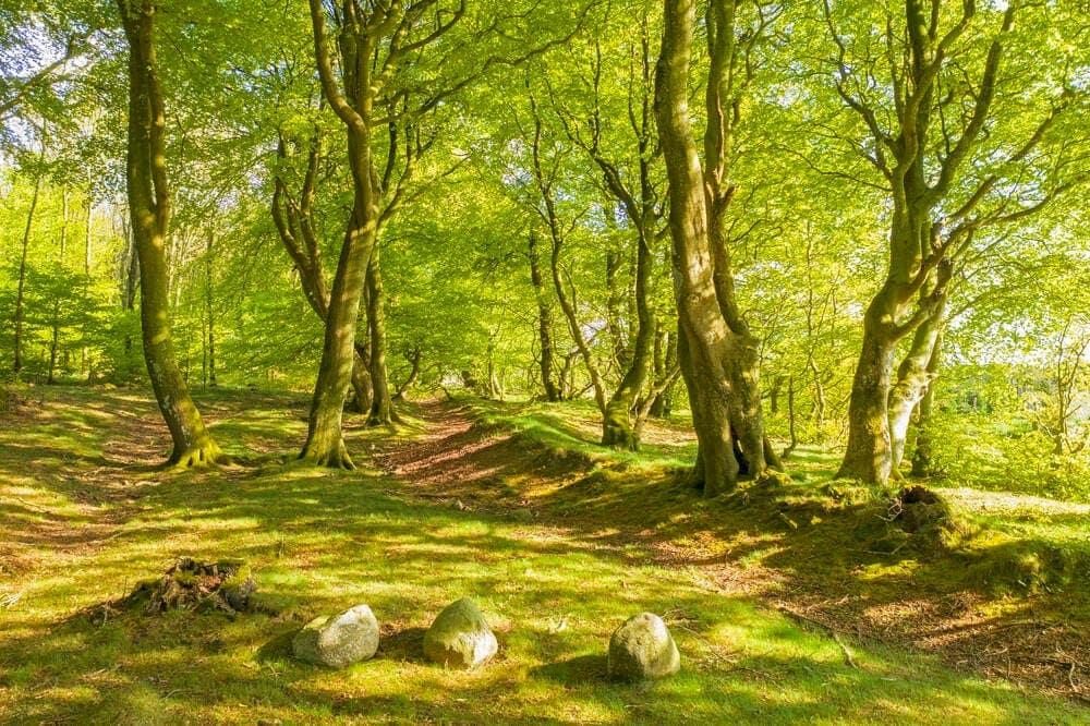 Woodland trees