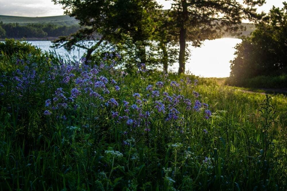 Purple flowers
