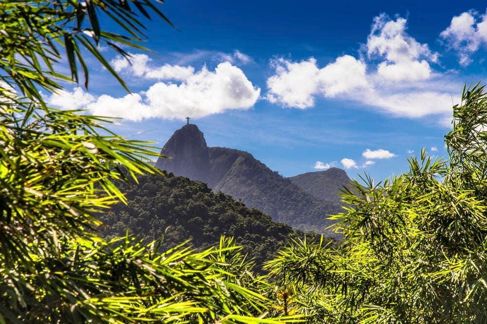 The Brazilian rainforest