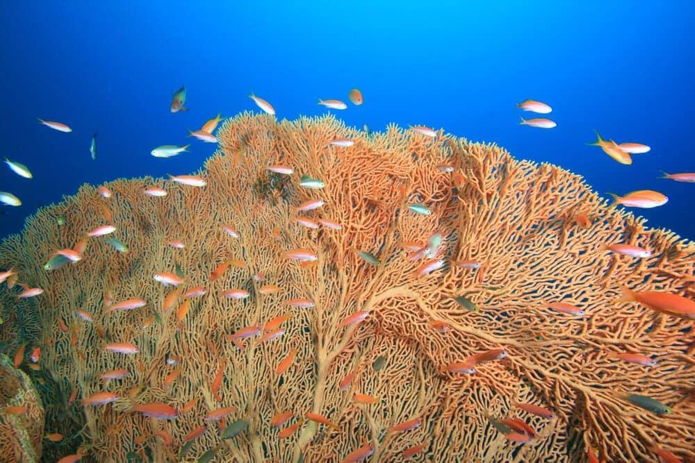 Coral and fish