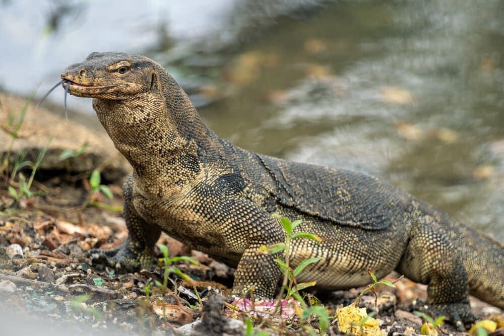 A Komodo Dragon