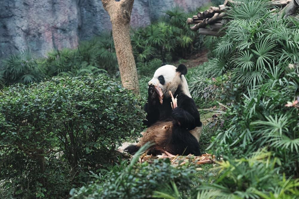 A Panda eating
