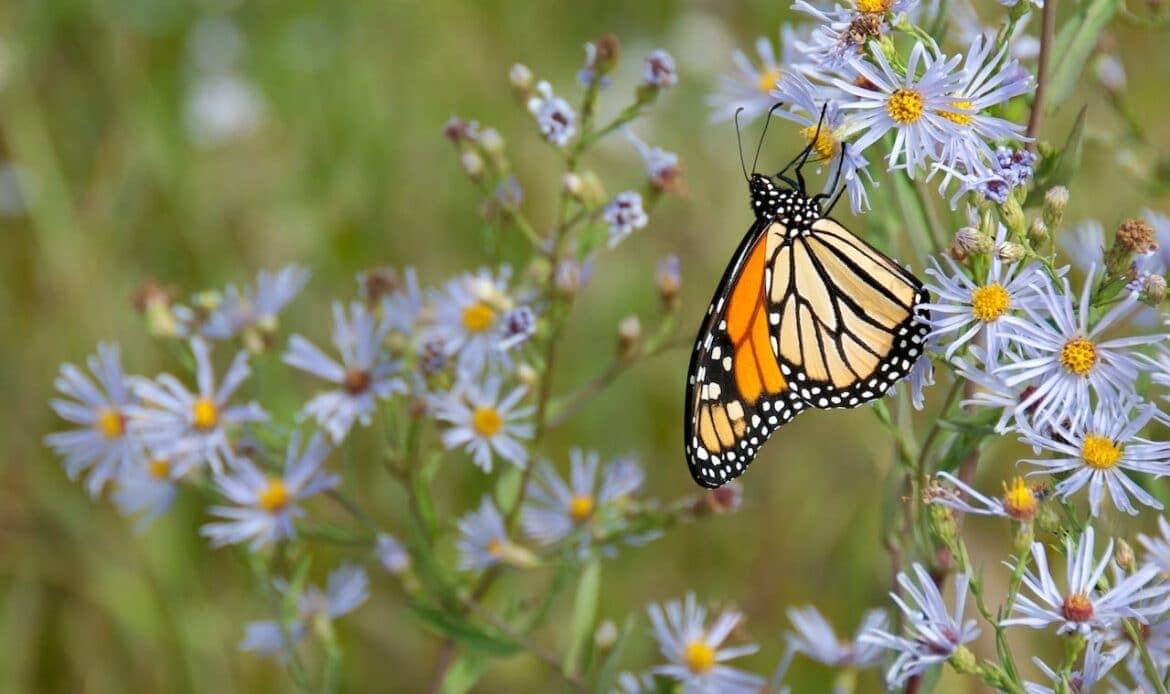 A butterfly on a flower