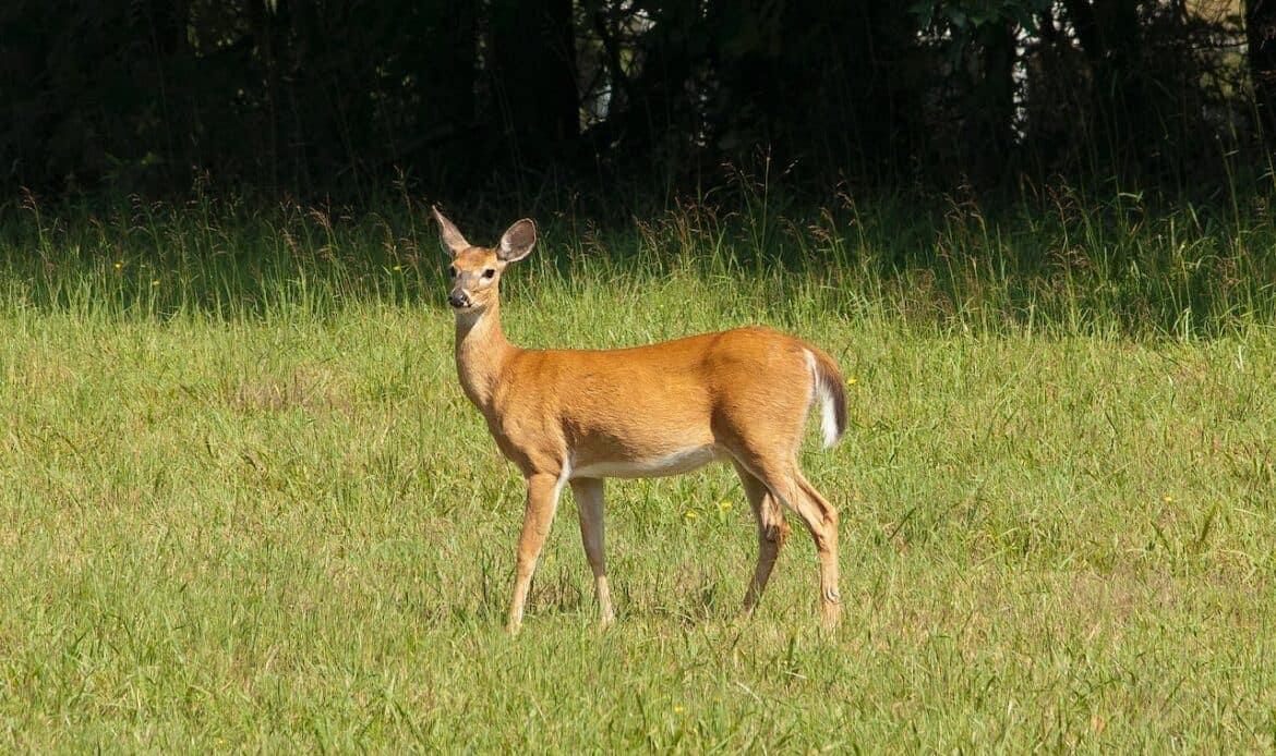 A deer