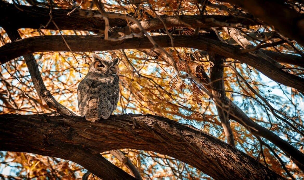 An owl in a tree
