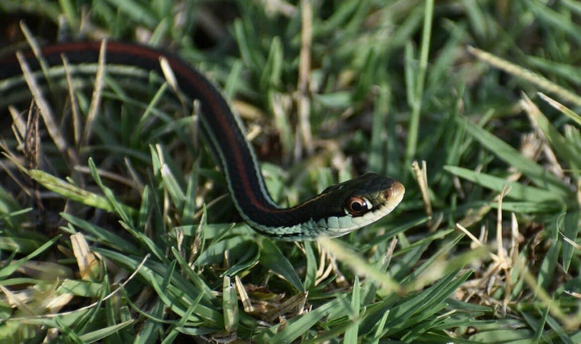 A snake in the grass