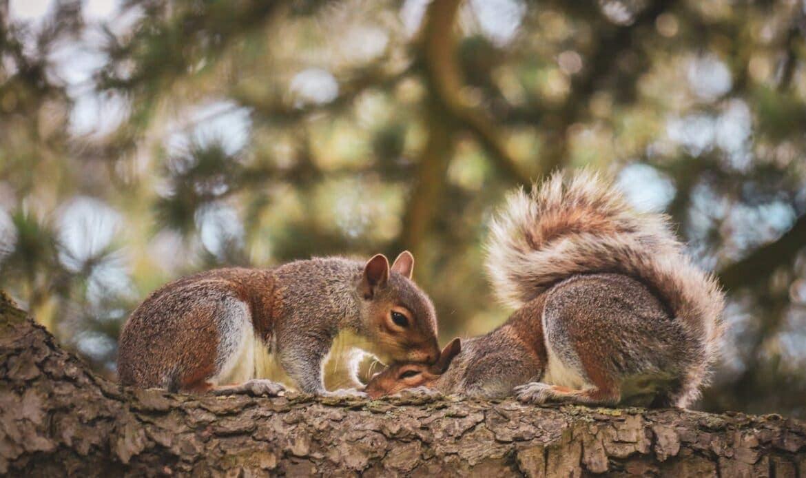 Two squirrels in a tree