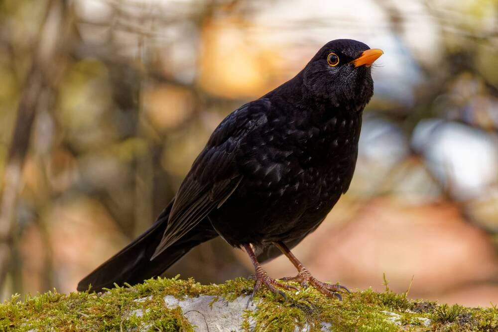 A Blackbird