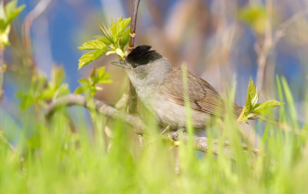 A black capped Warbler