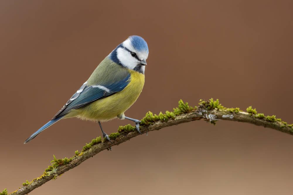 A Blue Tit