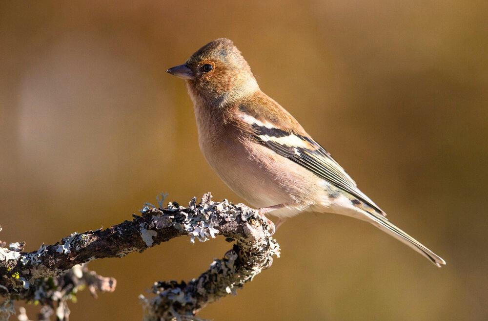 A Chaffinch