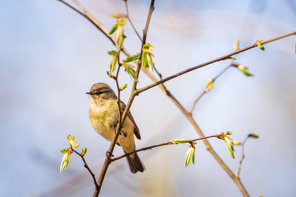 A Chiffchaff
