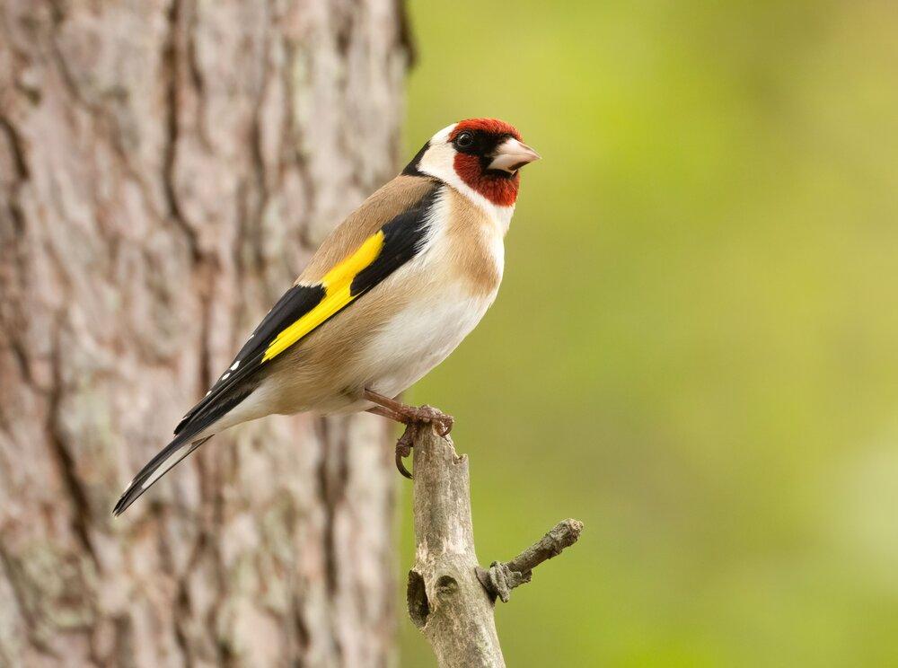 A Goldfinch