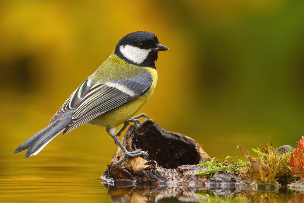 A Great Tit