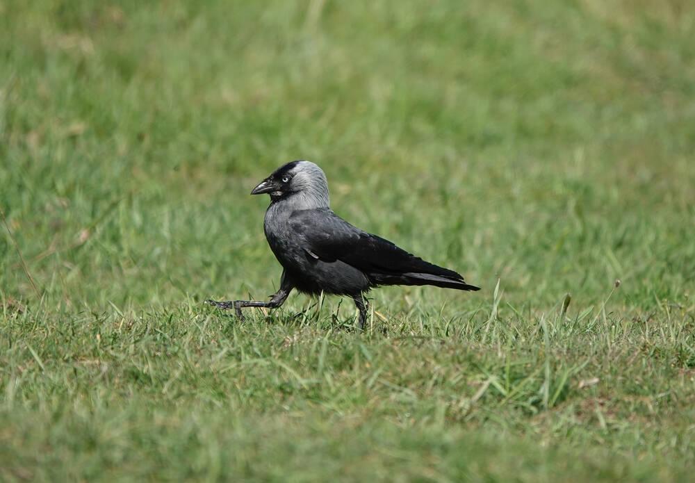 A Jackdaw