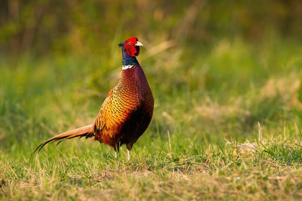 A Pheasant