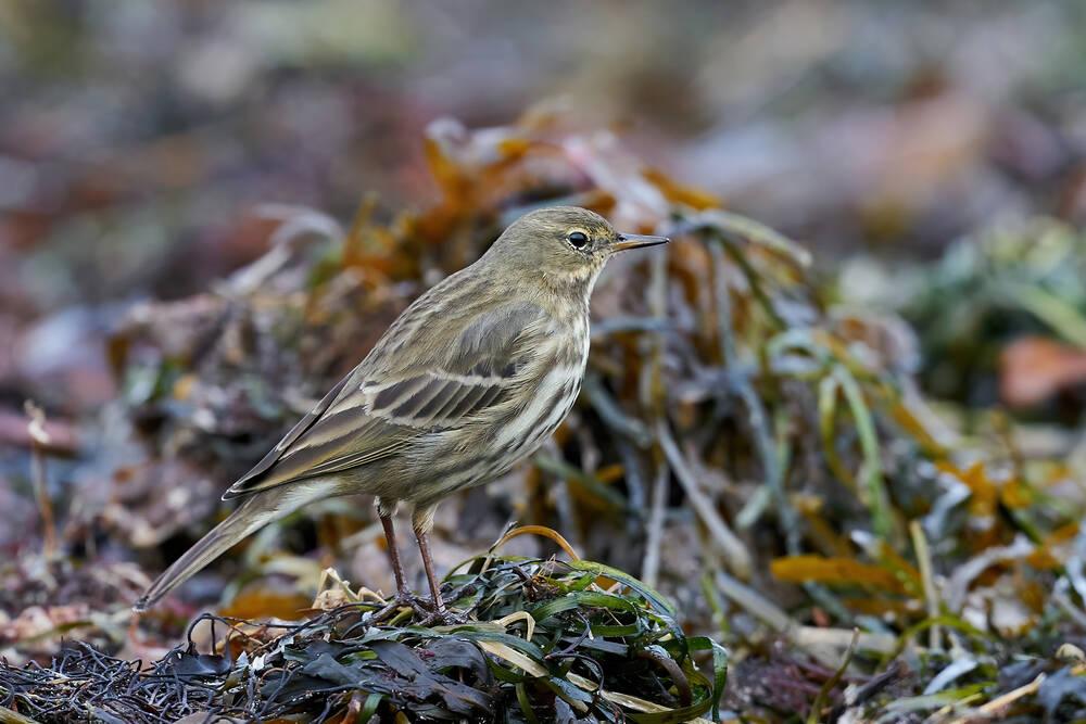 A Meadow Pipit
